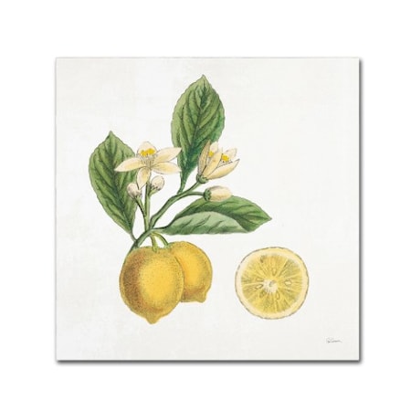 Sue Schlabach 'Classic Citrus I' Canvas Art,14x14